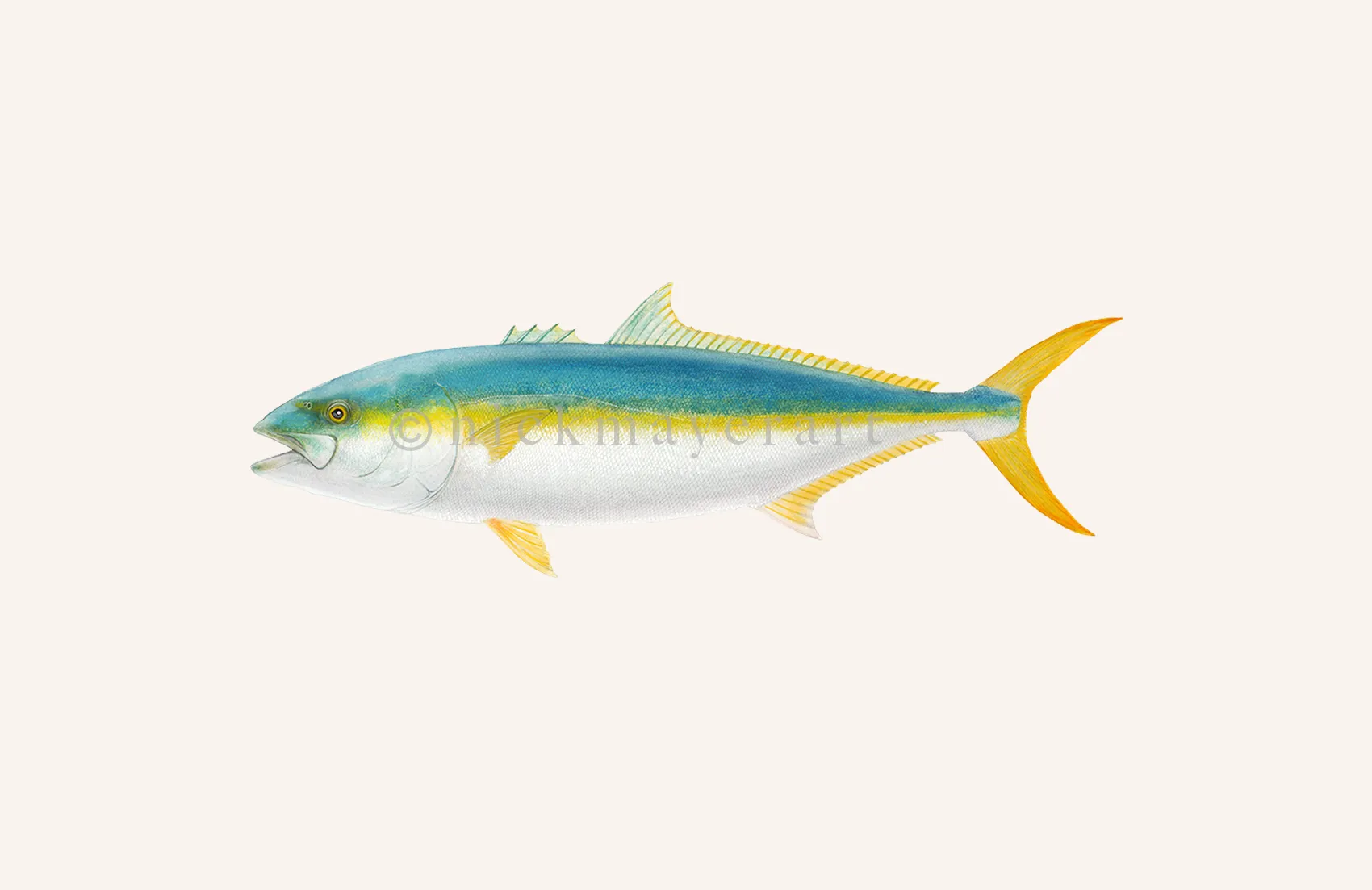 California Yellowtail II Print