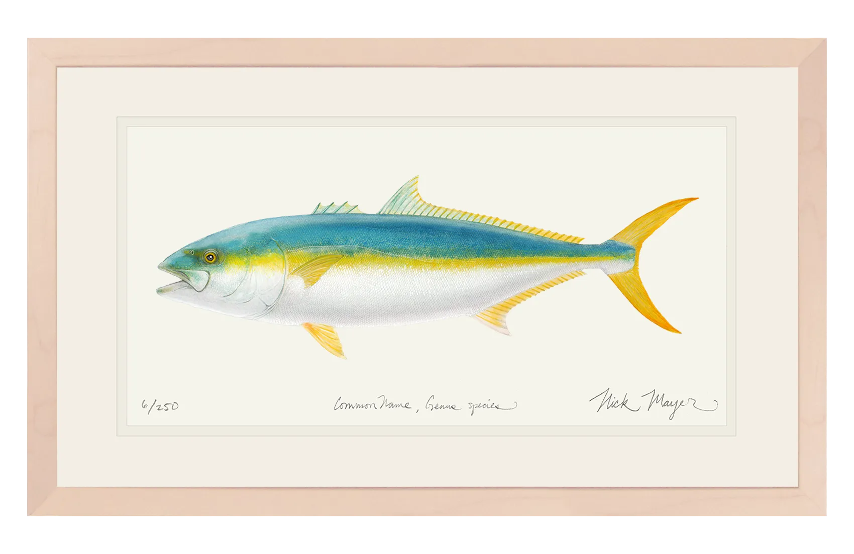 California Yellowtail II Print