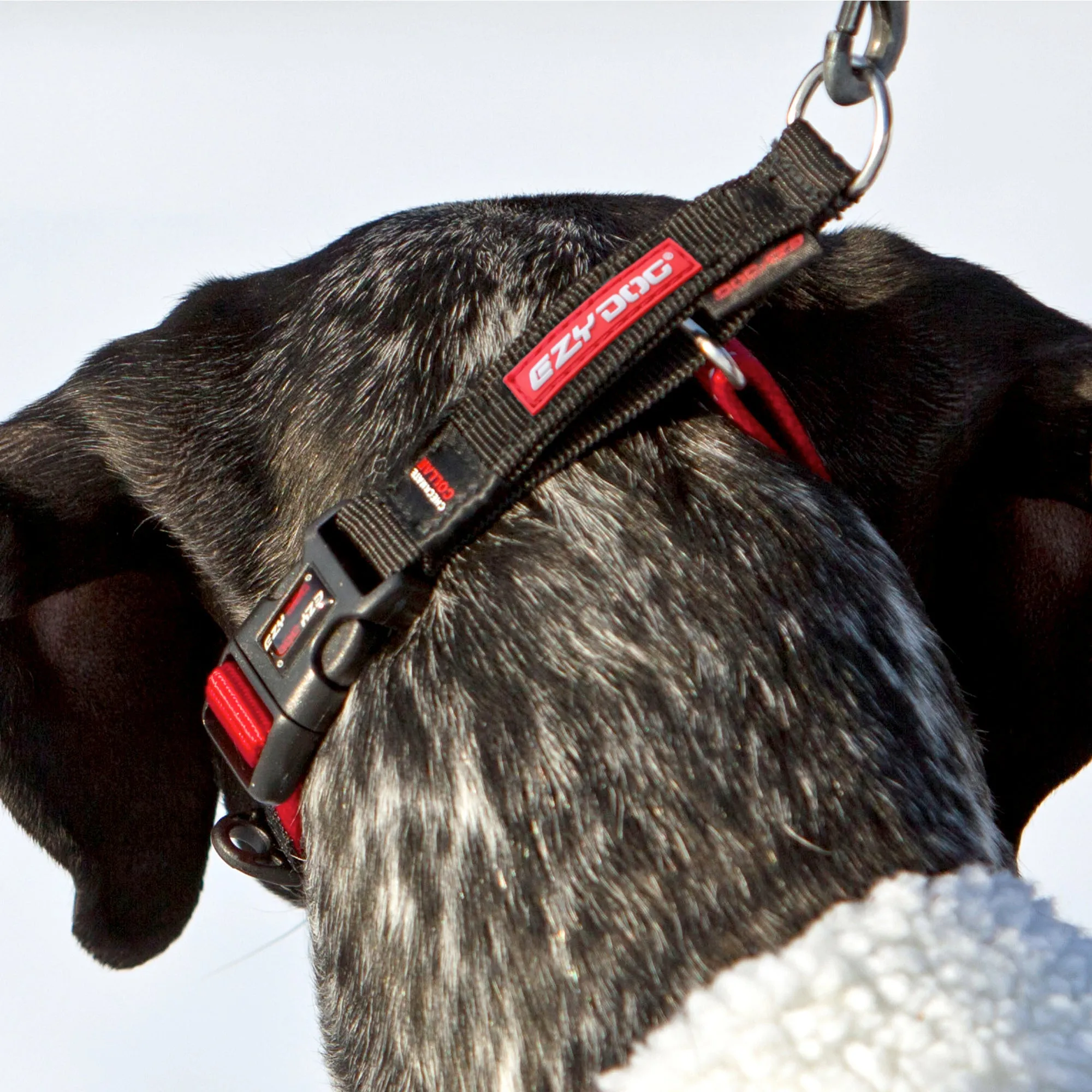 EzyDog Checkmate Dog Collar - Black