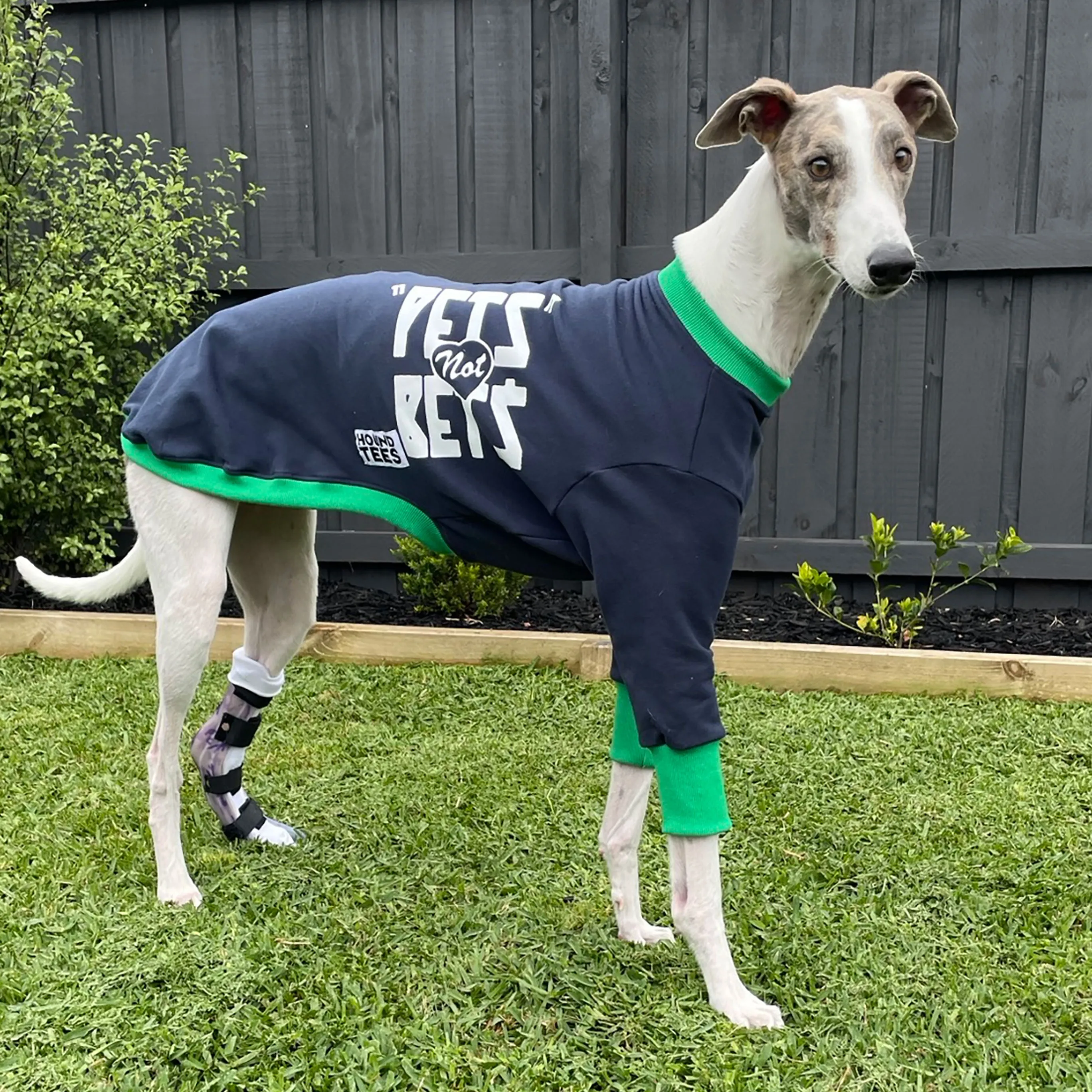 Pets Not Bets Navy WHIPPET Sweater