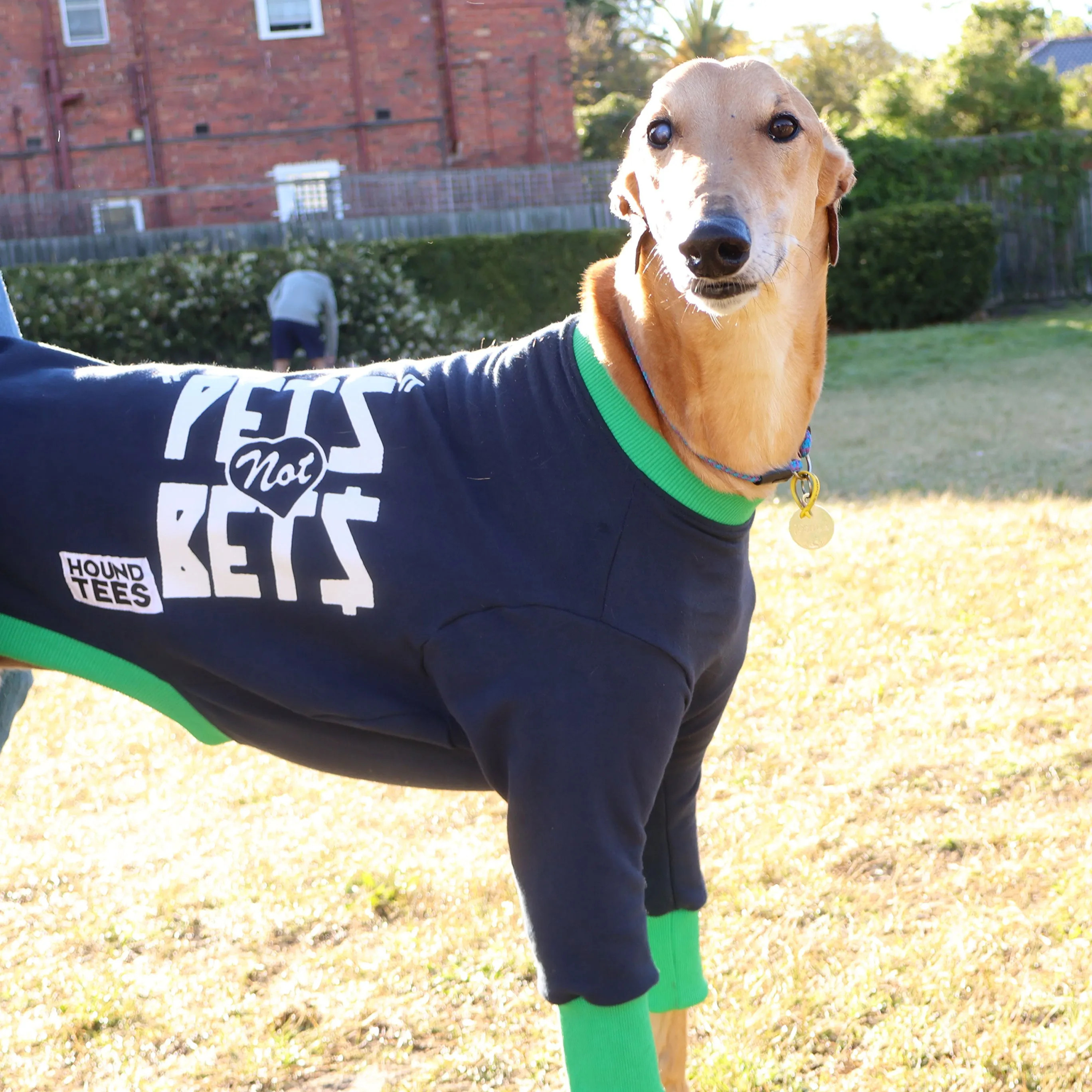 Pets Not Bets Navy WHIPPET Sweater